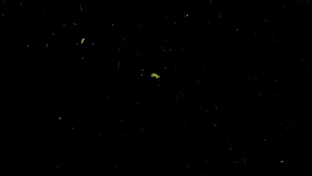 Real Phosphorescent bright green bugs against dark background, good for overlay