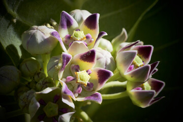 Flowers and blossoms