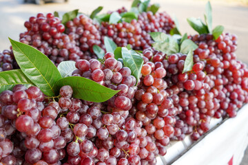 Sweet red grapes are sold in roadside fruit shops in Indonesia. This fruit is imported from abroad. This fruit has small seeds in it which when chewed are very bitter in taste.