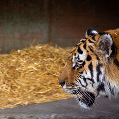 Portrait von sibirischem Tiger im Zoo