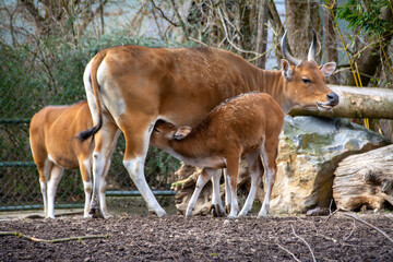 Banteng Baby saugt bei seiner Mama