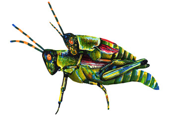 Illustration two green grasshoppers mating graphics with a marker on a white background