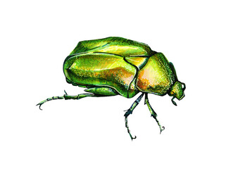 Green beetle marker graphics on a white background