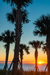 Beautiful sunset  the beach with palms.