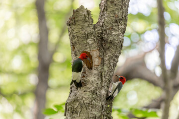 The red-headed woodpecker (Melanerpes erythrocephalus) . Nesting couple near the cavity with juveniles