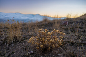 morning in the forest