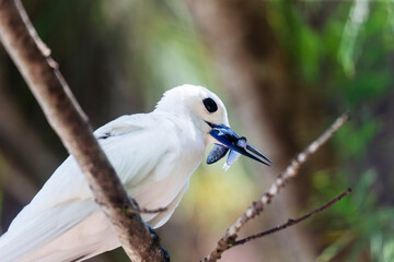 White Tern or Fairy Tern (Gygis alba) at Cousin Island, Seychelles, Indian Ocean, Africa.