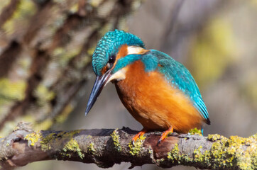 A Common Kingfisher (alcedo atthis) in the Reed, Heilbronn, Germany.
