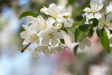 tree blossom