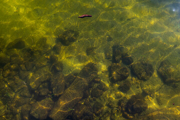 Piedras en el fondo del mar en agua cristalina