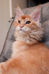 portrait of a Maine Coon on a gray chair