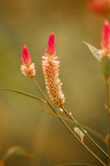 Fototapeta premium Ripening Seeds Fountain Grass