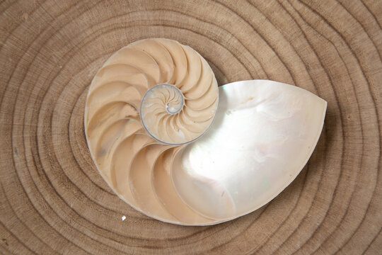 Nautilus Pompilius Images Browse 3 675 Stock Photos Vectors And Video Adobe Stock