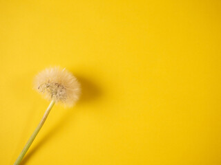 White dandelion blowball on yellow background, copy space