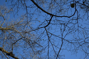 tree branches against blue sky