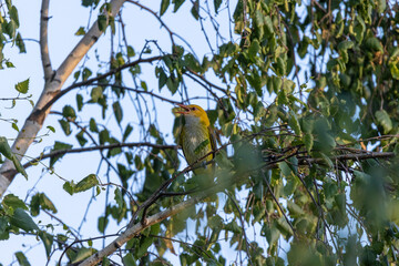 Golden Oriole (Oriolus oriolus)