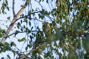 Golden Oriole (Oriolus oriolus)