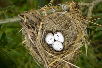 Oriolus oriolus. The nest of the Golden Oriole in nature.