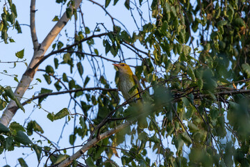 Golden Oriole (Oriolus oriolus)