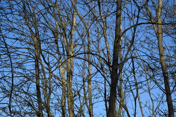 trees in the sky