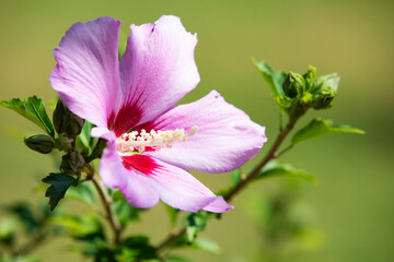 Macro view of pink Hibiscus flower in summer