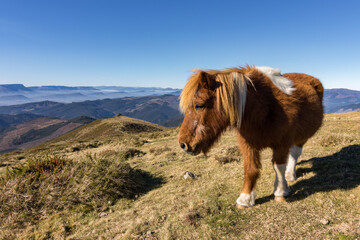Fototapeta na wymiar Beautiful horse in basque mountains (Spain)