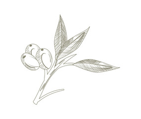 olive branch illustration