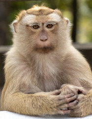 Obraz premium Closeup portrait of a Cheeky Monkey with big eyes taken at Koarang Hill Phuket Thailand
