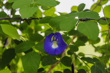 Forget me not on barbed wire