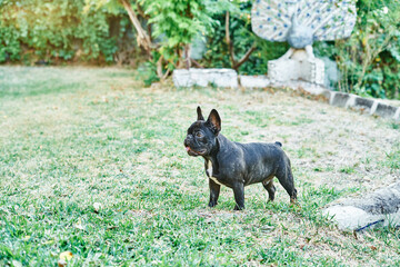Portrait of a dog, french bulldog in the garden