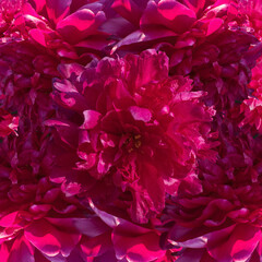  blooming magenta flowers of peonies in sunlight