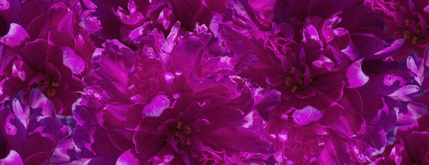 banner of violet macro peony flower