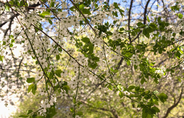 White flowers of cherry plum (Prunus Cerasifera)