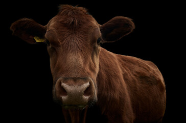 Close-up of a brown cow isolated on black background.