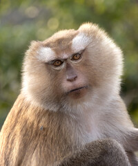 Closeup portrait of a Cheeky Monkey with big eyes taken at Koarang Hill Phuket Thailand