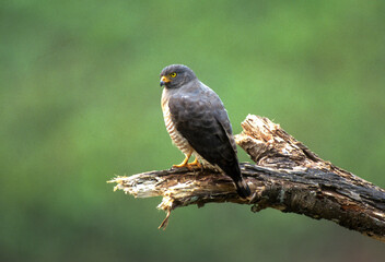Buse à gros bec,.Rupornis magnirostris, Roadside Hawk, Amazonie, Perou