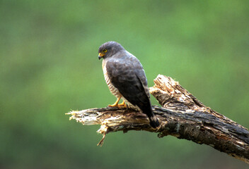 Buse à gros bec,.Rupornis magnirostris, Roadside Hawk, Amazonie, Perou