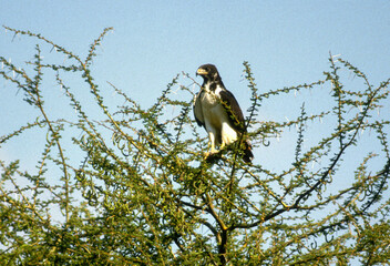 Buse augure,.Buteo augur, Augur Buzzard, Afrique