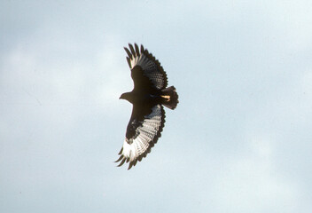 Buse augure,.Buteo augur, Augur Buzzard, Afrique
