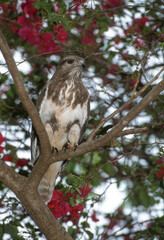 Buse de Madagascar,.Buteo brachypterus, Madagascar Buzzard, Madagascar
