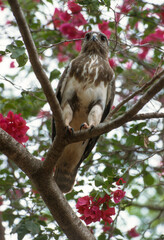 Buse de Madagascar,.Buteo brachypterus, Madagascar Buzzard, Madagascar