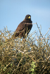 Buse des Galapagos,.Buteo galapagoensis, Galapagos Hawk, Archipel des Galapagos