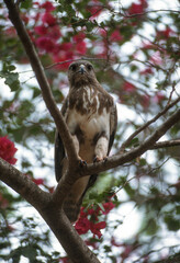 Buse de Madagascar,.Buteo brachypterus, Madagascar Buzzard, Madagascar