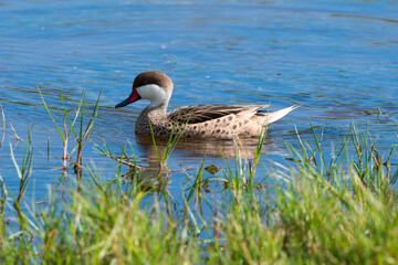 Canard des Bahamas,.Anas bahamensis, White cheeked Pintail, R&eacute;serve naturelle, Ile de Saint Martin, Petite Antilles