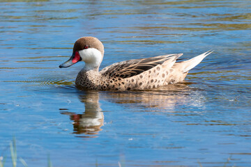Canard des Bahamas,.Anas bahamensis, White cheeked Pintail, Réserve naturelle, Ile de Saint Martin, Petite Antilles