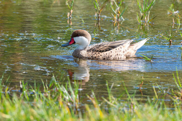 Canard des Bahamas,.Anas bahamensis, White cheeked Pintail, Réserve naturelle, Ile de Saint Martin, Petite Antilles