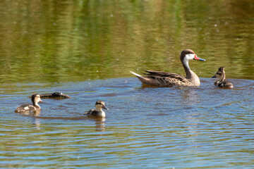 Canard des Bahamas, immature, femelle,.Anas bahamensis, White cheeked Pintail, Réserve naturelle, Ile de Saint Martin, Petite Antilles