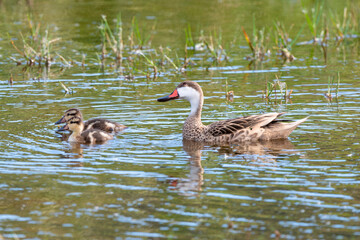 Canard des Bahamas, immature, femelle,.Anas bahamensis, White cheeked Pintail, Réserve naturelle, Ile de Saint Martin, Petite Antilles
