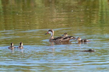 Canard des Bahamas, immature, femelle,.Anas bahamensis, White cheeked Pintail, Réserve naturelle, Ile de Saint Martin, Petite Antilles