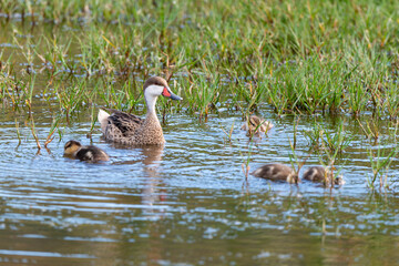 Canard des Bahamas, immature, femelle,.Anas bahamensis, White cheeked Pintail, Réserve naturelle, Ile de Saint Martin, Petite Antilles